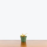 Philodendron Prince of Orange — 4" Pot