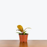 Philodendron Prince of Orange — 6" Pot