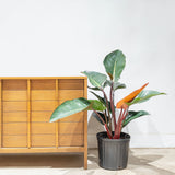 Philodendron Rojo Congo - House Plants Delivery Toronto - JOMO Studio