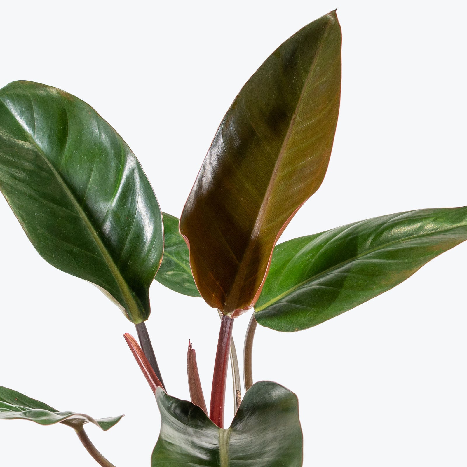Philodendron Rojo Congo - House Plants Delivery Toronto - JOMO Studio