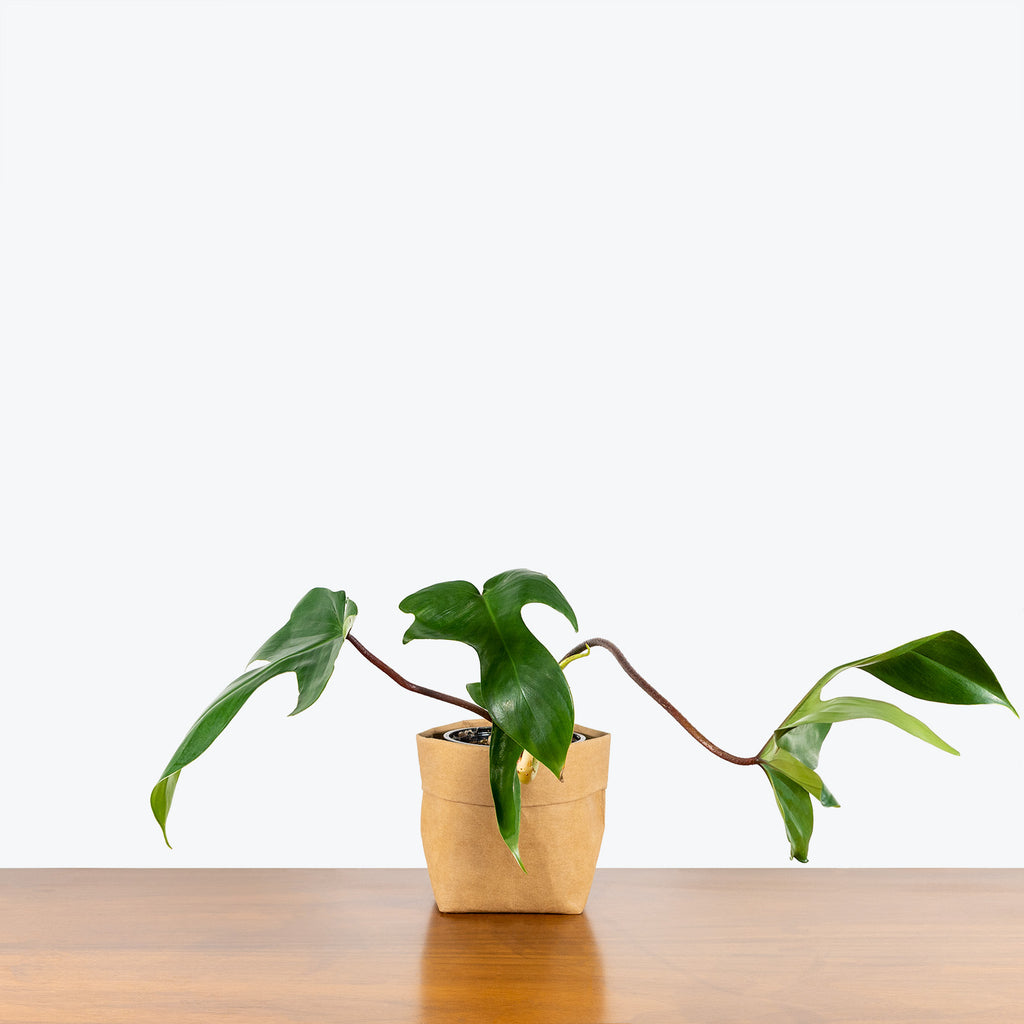 philodendron pedatum reindeer Philodendron Rudolph - House Plants Delivery Toronto