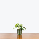 Monstera Siltepecana — 4" Pot