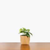 Monstera Siltepecana - House Plants Delivery Toronto - JOMO Studio