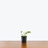 Philodendron Silver Sword — 4" Pot