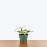 Philodendron Silver Sword — 6" Pot (mature foliage)