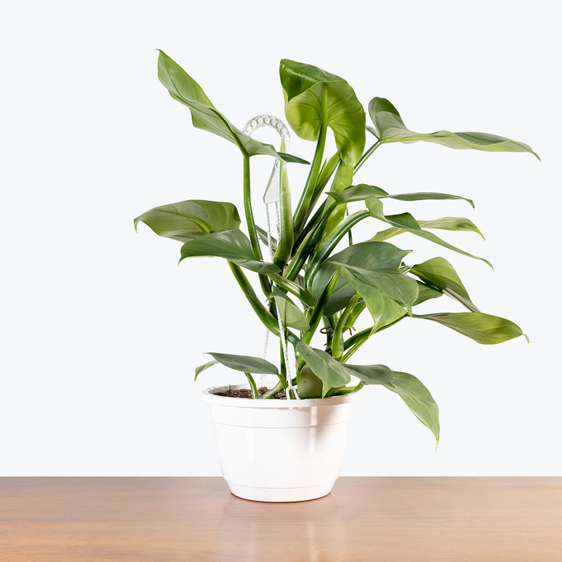 Philodendron Silver Sword - House Plants Delivery Toronto - JOMO Studio
