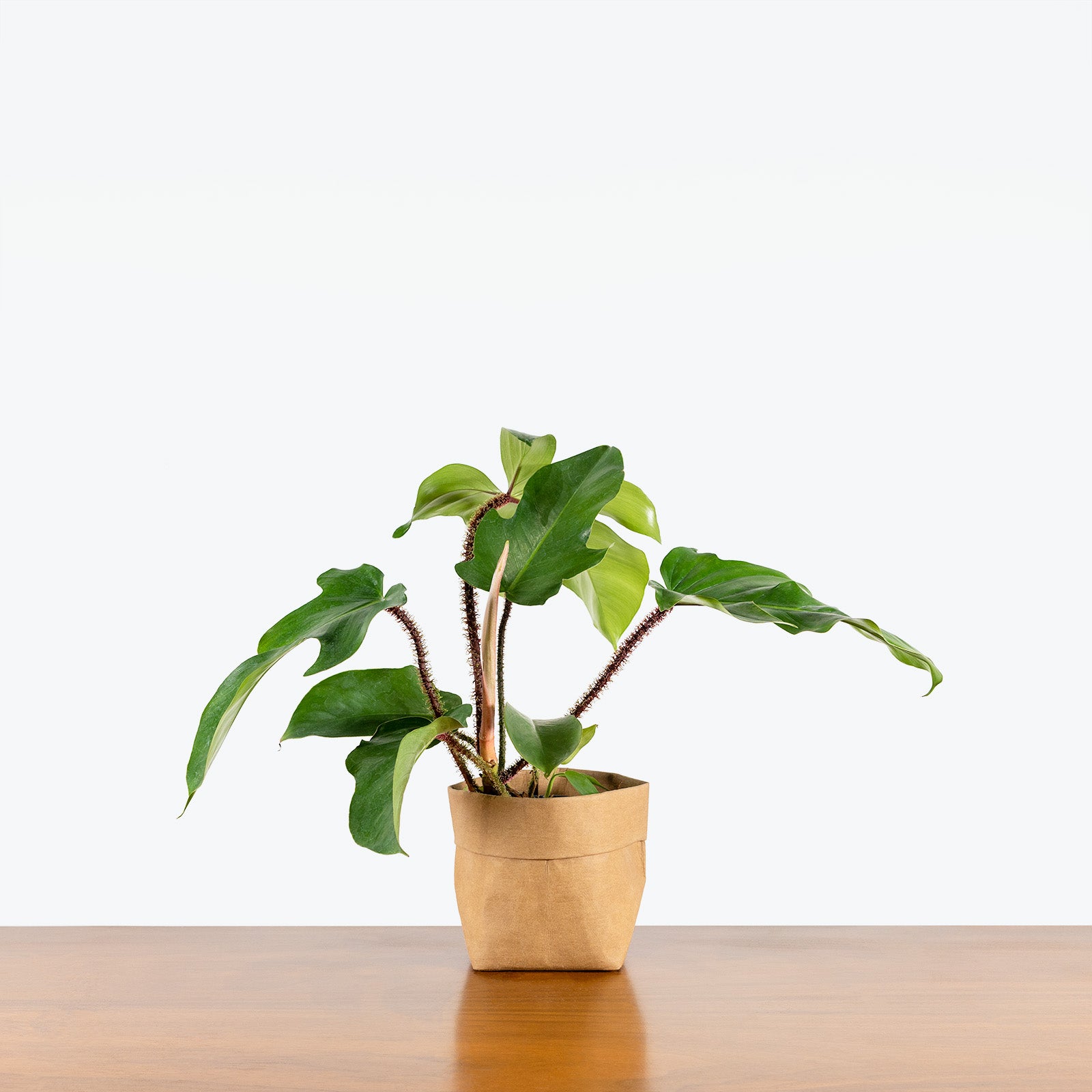 Philodendron Squamiferum | Care Guide and Pro Tips - Delivery from Toronto across Canada - JOMO Studio