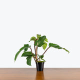 Philodendron Squamiferum — 4" Pot