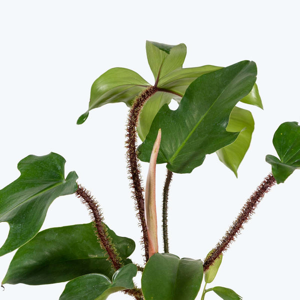 Philodendron Squamiferum - House Plants Delivery Toronto - JOMO Studio