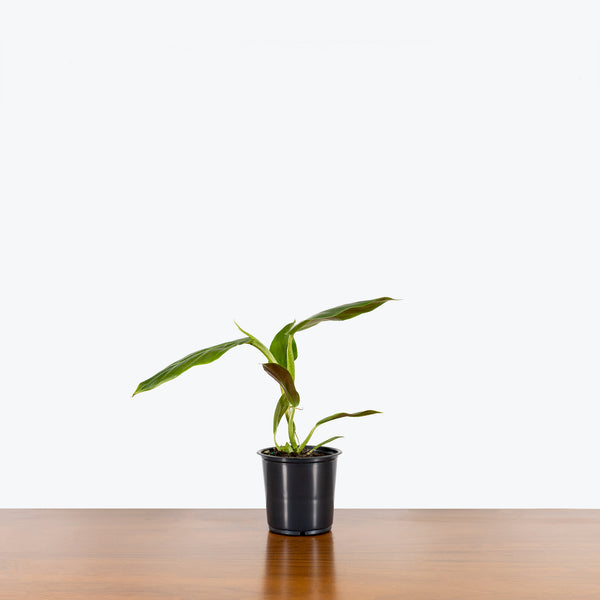 philodendron cruentum subhastatum Philodendron Subhastatum - House Plants Delivery Toronto