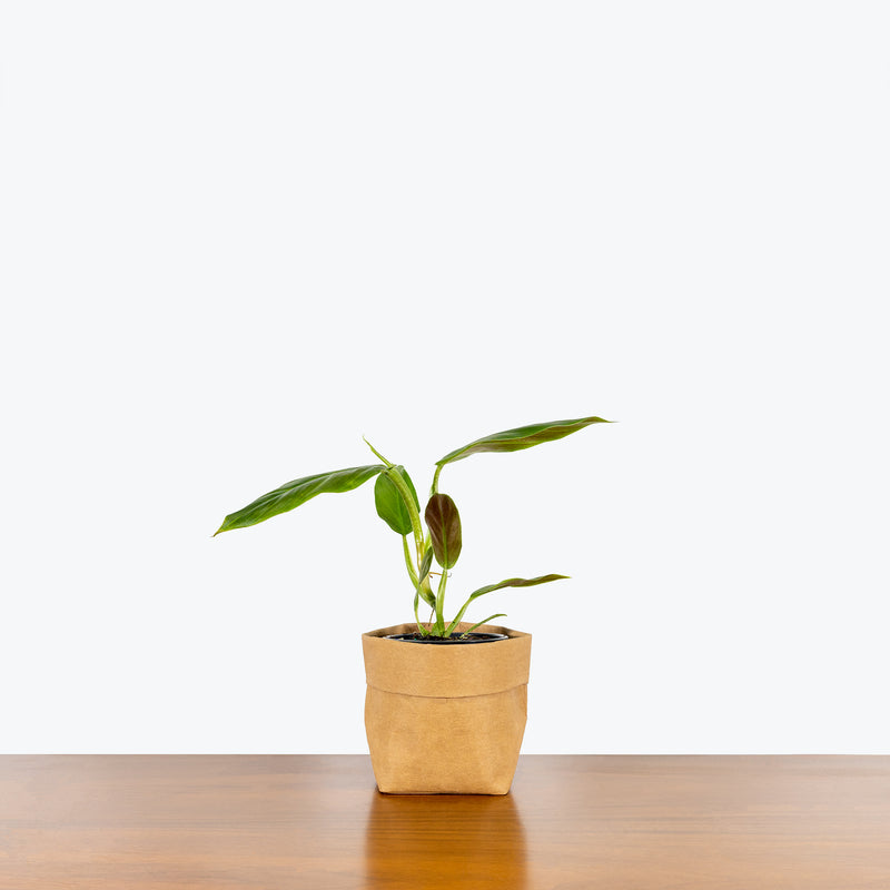 Philodendron Subhastatum - House Plants Delivery Toronto - JOMO Studio