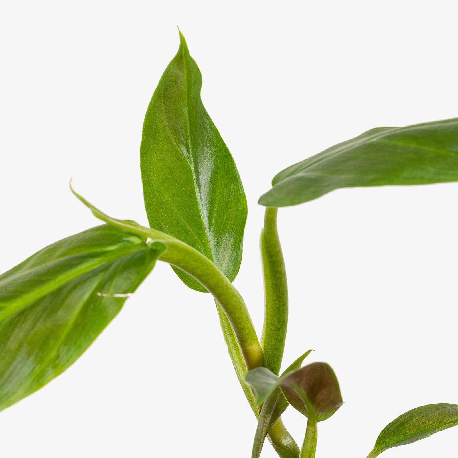 Philodendron Subhastatum - House Plants Delivery Toronto - JOMO Studio