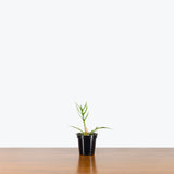 Philodendron Tortum — 4" Pot