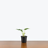 Philodendron Verrucosum - House Plants Delivery Toronto - JOMO Studio