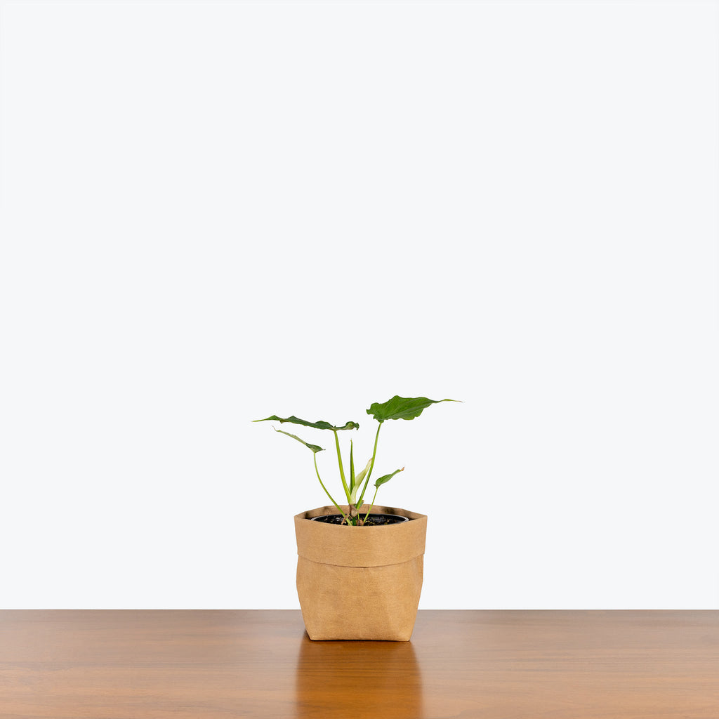 philodendron verrucosum temperature Philodendron Verrucosum | Care Guide and Pro Tips - Delivery from Toronto across Canada