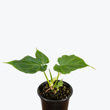 Philodendron Verrucosum - House Plants Delivery Toronto - JOMO Studio