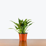 Philodendron Wendlandii Variegated — 6" Pot