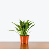 Philodendron Wendlandii Variegated - House Plants Delivery Toronto - JOMO Studio