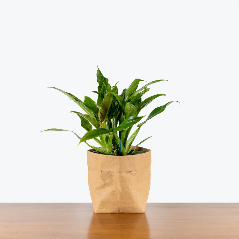 Philodendron Wendlandii Variegated - House Plants Delivery Toronto - JOMO Studio