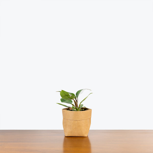 Philodendron White Knight - House Plants Delivery Toronto