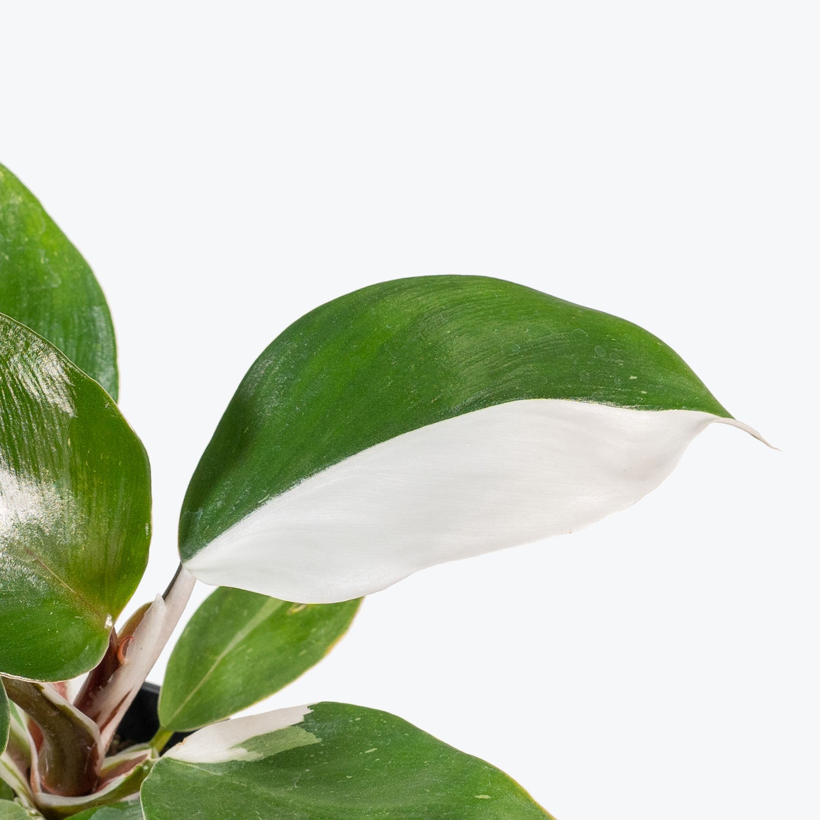 Philodendron White Knight - House Plants Delivery Toronto - JOMO Studio