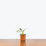 Philodendron White Princess — 4" Pot