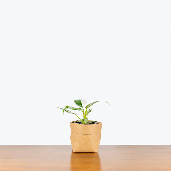 Philodendron White Princess | Care Guide and Pro Tips - Delivery from  Toronto across Canada - JOMO Studio