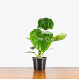 Philodendron White Wizard — 6" Pot