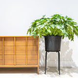 Philodendron Xanadu - House Plants Delivery Toronto - JOMO Studio
