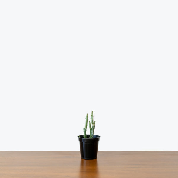Pickle Cactus - Kleinia Stapeliiformis - House Plants Delivery Toronto - JOMO Studio