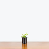 Pickle Plant — 3.5" Pot