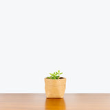 Pickle Plant - Delosperma Echinatum - House Plants Delivery Toronto - JOMO Studio