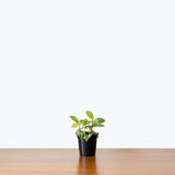 Pilea Cadierei Aluminum Plant — 4" Pot