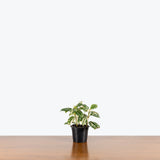 Pilea Cadierei Aluminum Plant Variegated — 4" Pot (larger than picture)