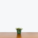Pilea Glauca Aquamarine — 4" Pot
