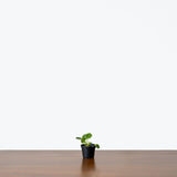 Pilea Peperomioides — 2.5" Pot