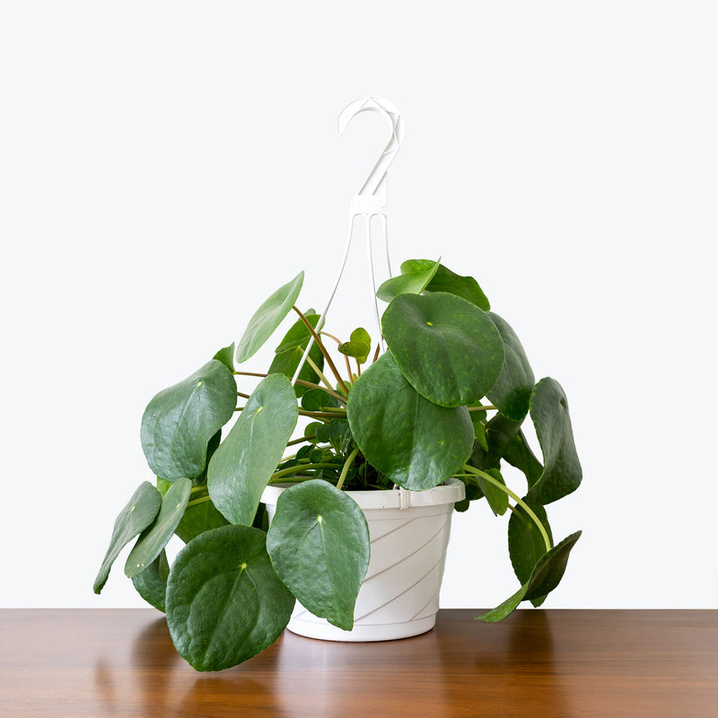 Pilea Peperomioides - House Plants Delivery Toronto - JOMO Studio