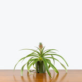 Pineapple Plant — 5" Pot (expecting minor foliage damage)