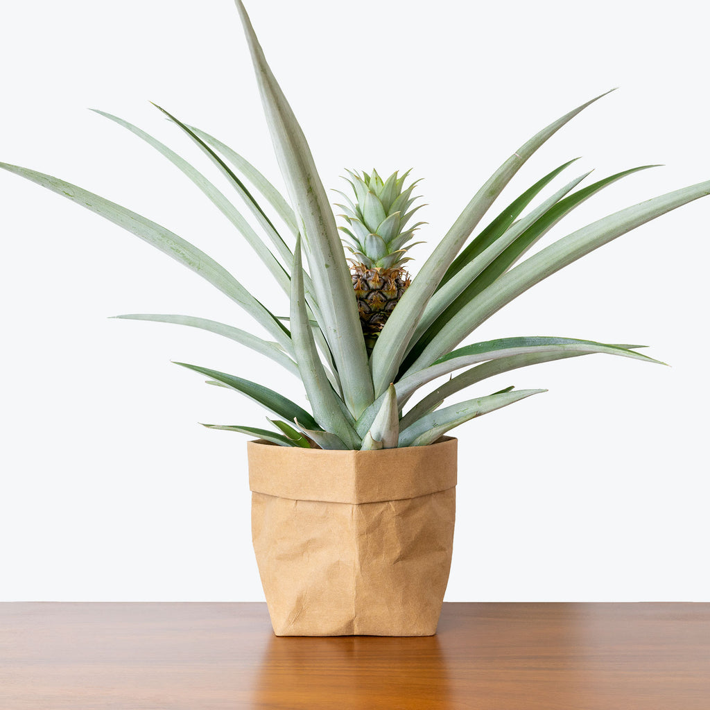 Pineapple Plant | Ananas Comosus | Care Guide and Pro Tips - Delivery from  Toronto across Canada