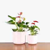 Pink Ceramic Planter - House Plants Delivery Toronto - JOMO Studio