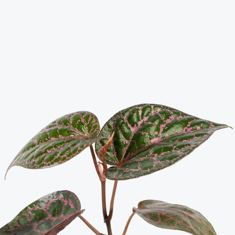 Piper Crocatum - Steffensia crocata - House Plants Delivery Toronto - JOMO Studio