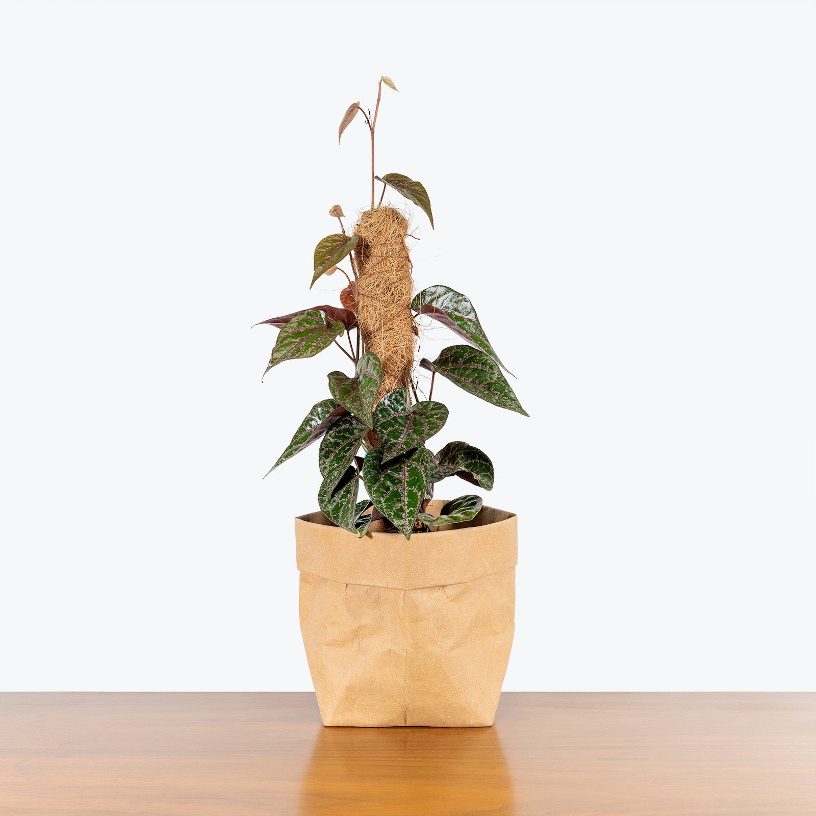 Piper Crocatum - Steffensia crocata - House Plants Delivery Toronto - JOMO Studio