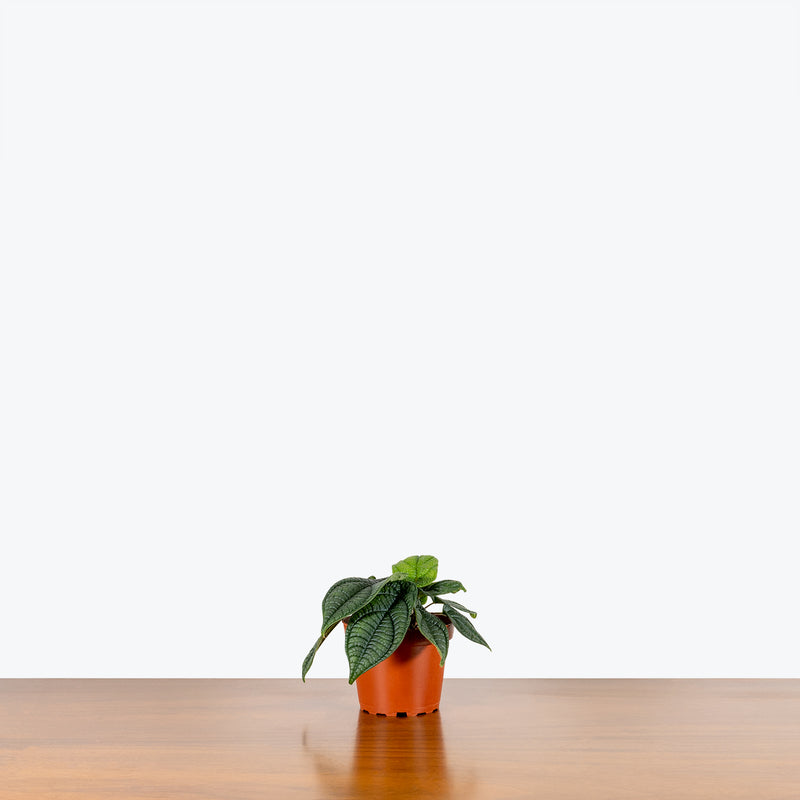 Piper Parmatum - House Plants Delivery Toronto - JOMO Studio