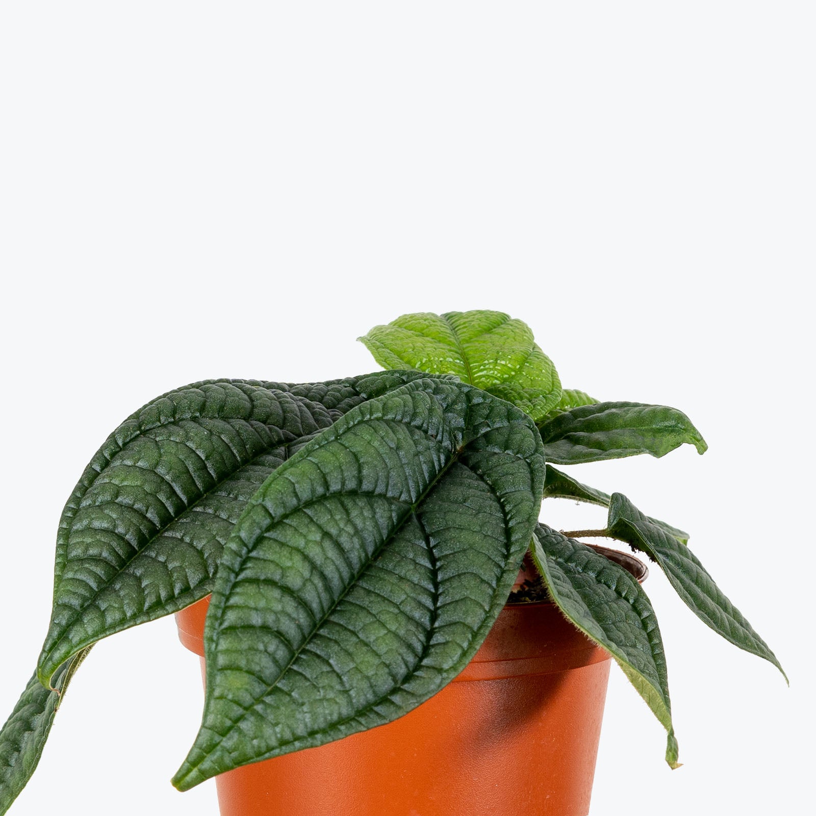 Piper Parmatum - House Plants Delivery Toronto - JOMO Studio