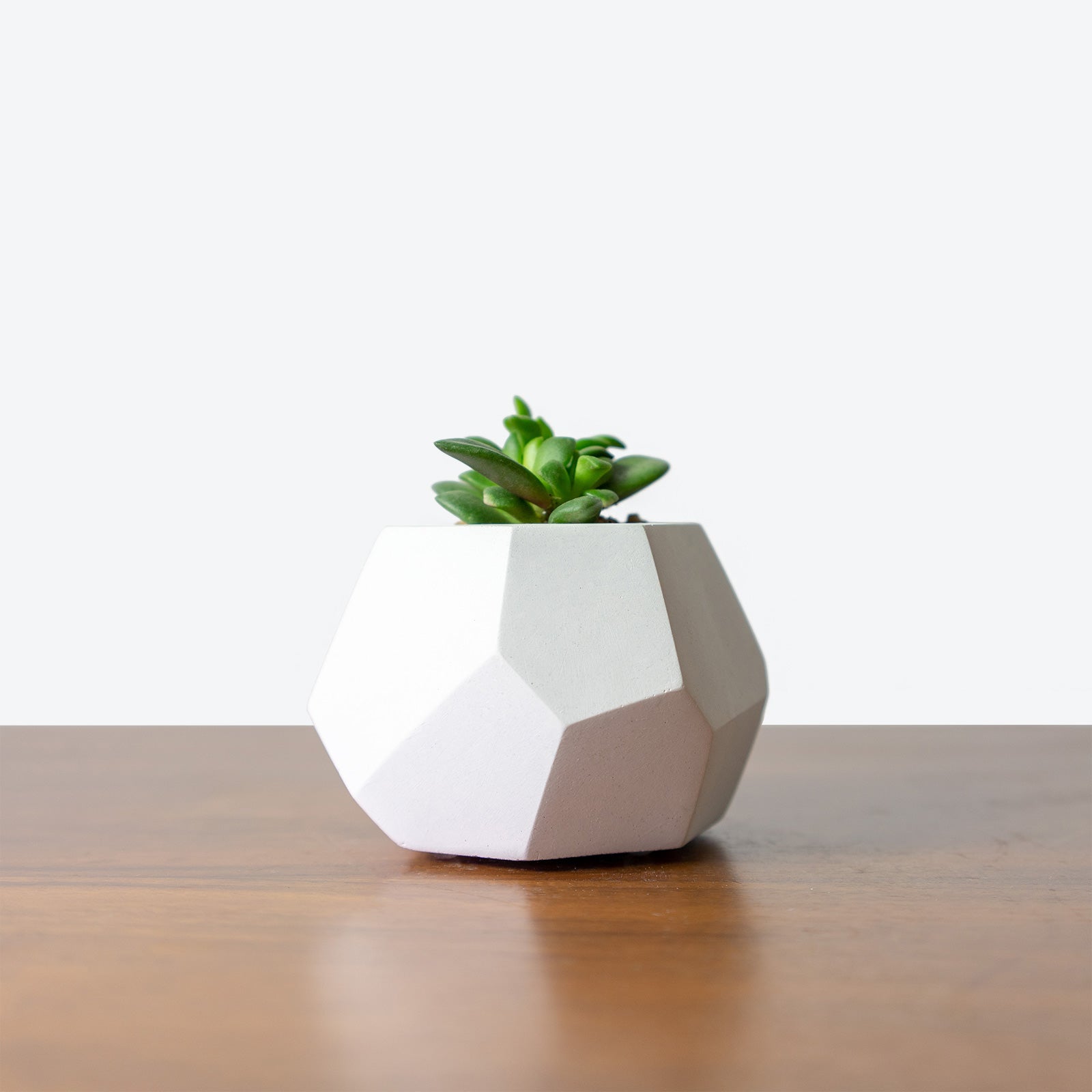 Toronto Succulent and Concrete Planter Making Workshop - JOMO Studio