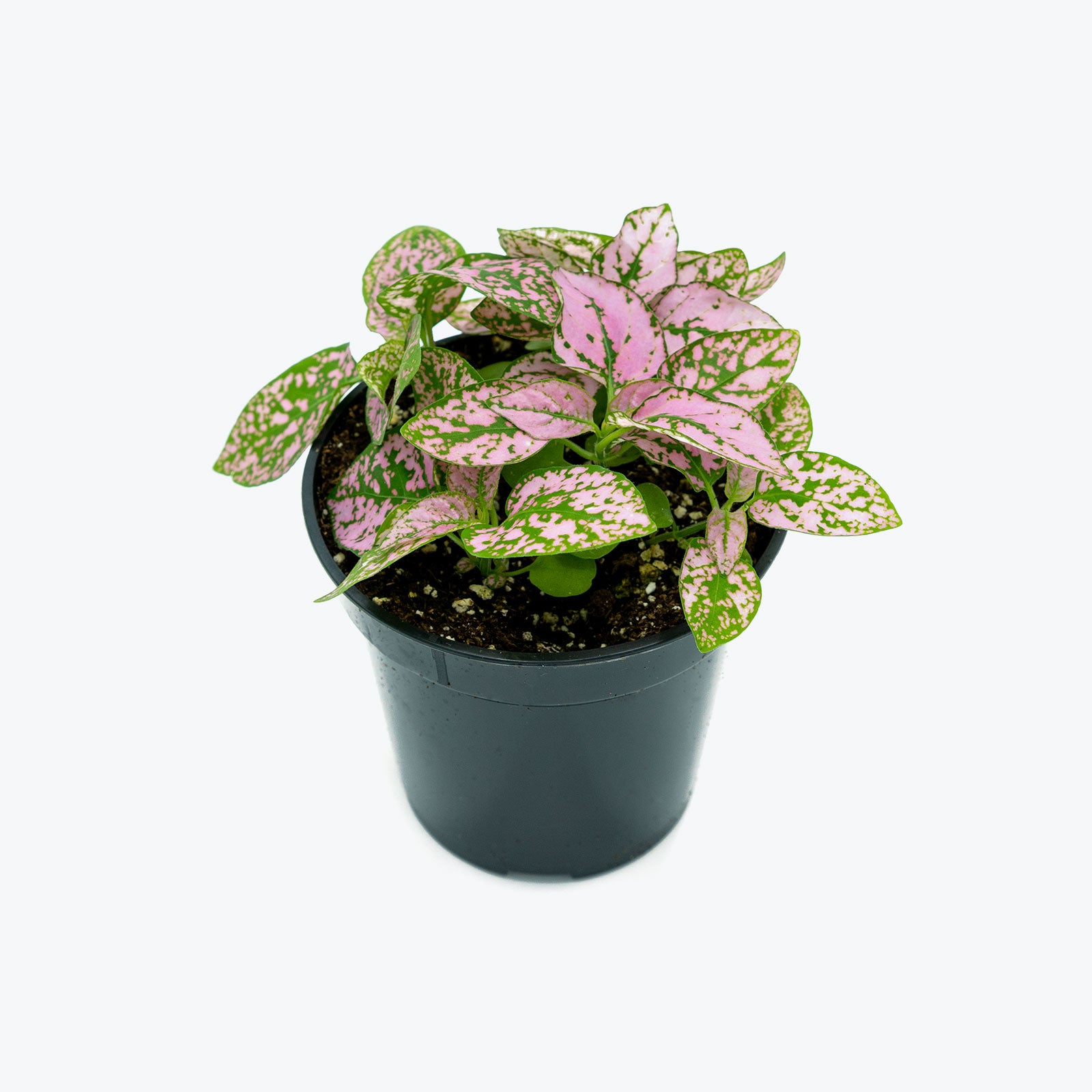 Polka Dot Plant - Hypoestes Phyllostachya - House Plants Delivery ...