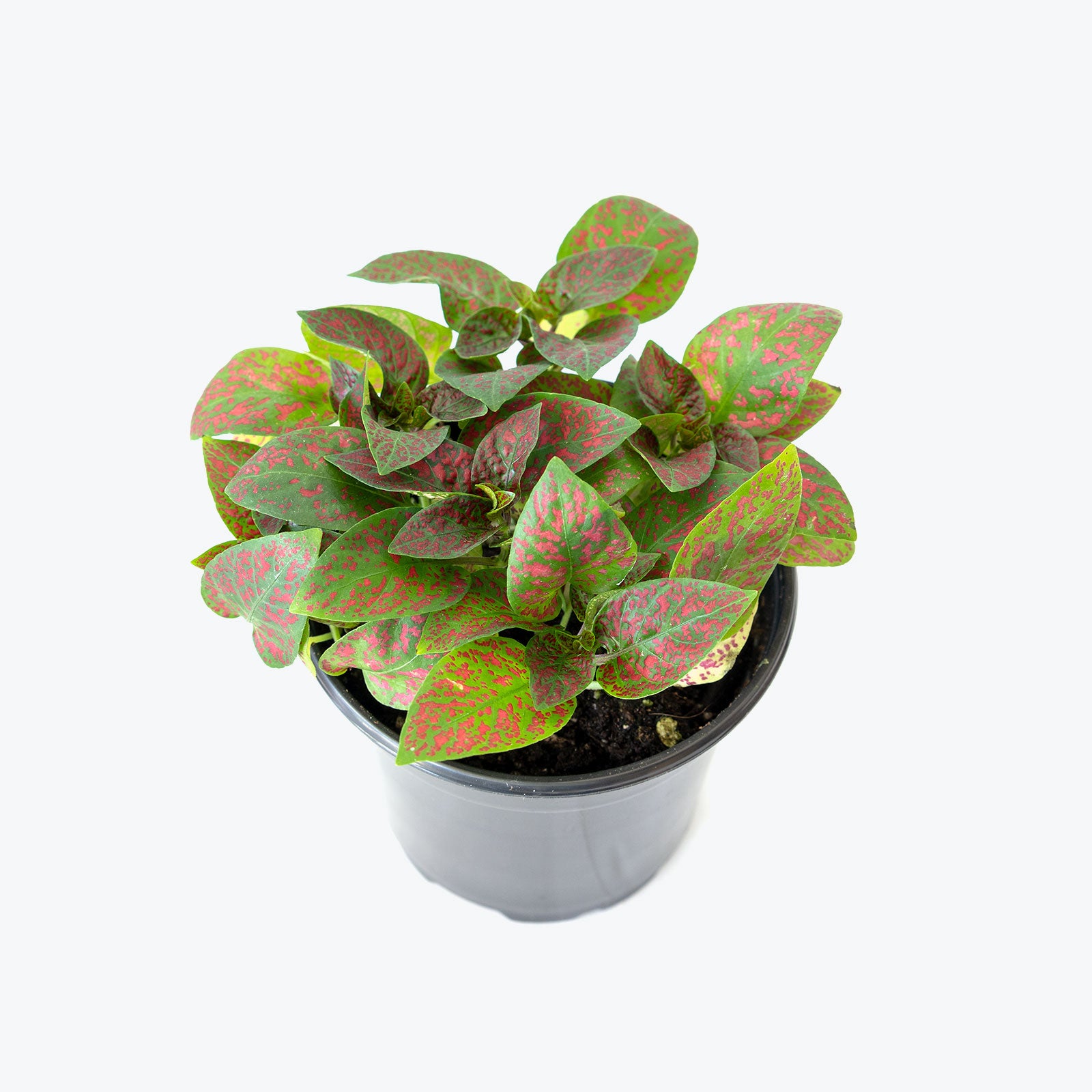 Polka Dot Plant - Hypoestes Phyllostachya - House Plants Delivery Toronto - JOMO Studio