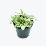 Polka Dot Plant — 4" Pot - White