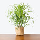 Ponytail Palm - House Plants Delivery Toronto - JOMO Studio
