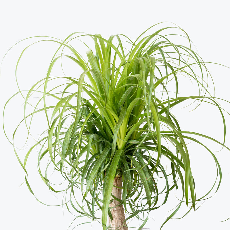 Ponytail Palm - House Plants Delivery Toronto - JOMO Studio
